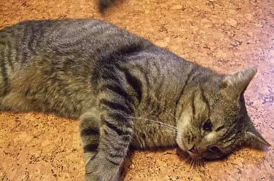 Kocurek Bazyl szuka domu! Agapeanimali