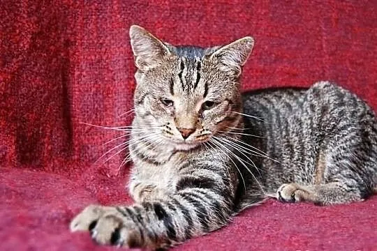 Kocurek Bazyl szuka domu! Agapeanimali