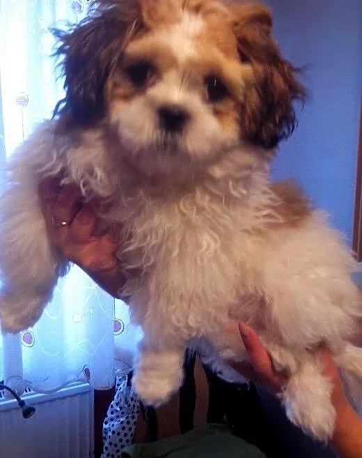 4-miesięczny shih tzu szuka domu, lubuskie Zielon