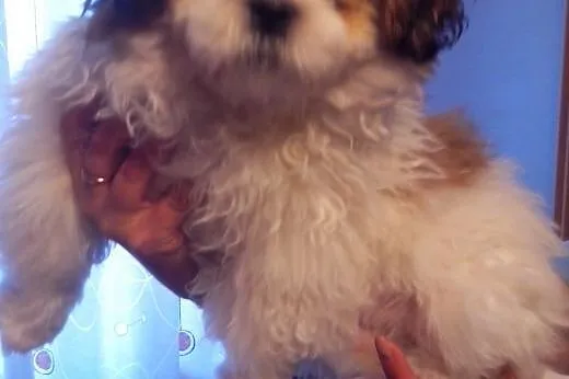 4-miesięczny shih tzu szuka domu,  lubuskie Zielon