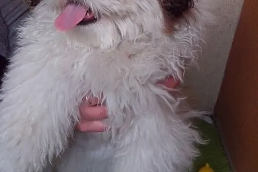 4-miesięczny shih tzu szuka domu,  lubuskie Zielon