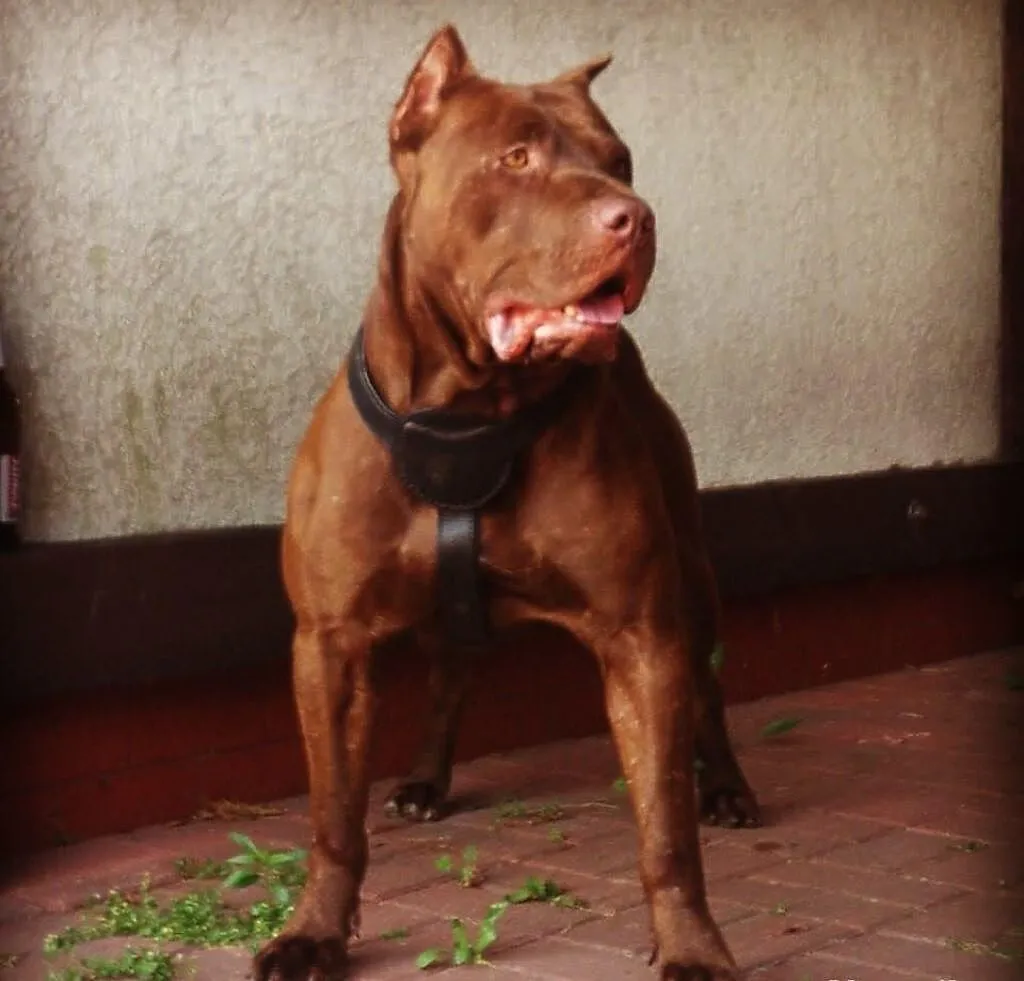 Reproduktor Pit Bull Red Nose