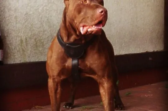 Reproduktor Pit Bull Red Nose