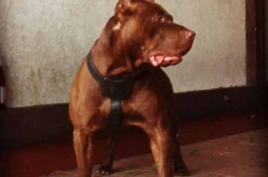 Reproduktor Pit Bull Red Nose