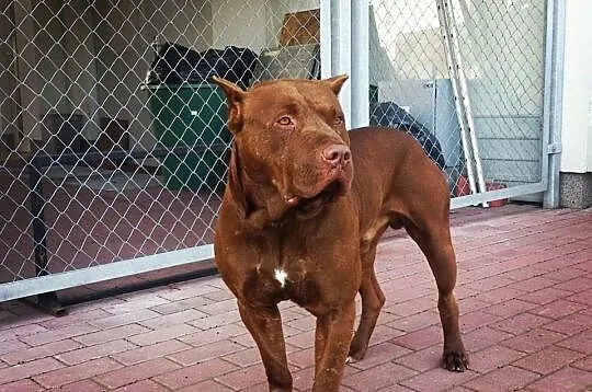 Reproduktor Pit Bull Red Nose