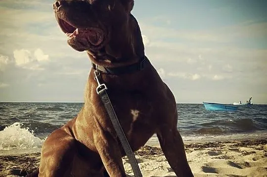 Reproduktor Pit Bull Red Nose