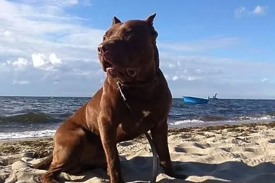 Reproduktor Pit Bull Red Nose