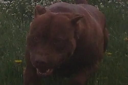 Reproduktor Pit Bull Red Nose