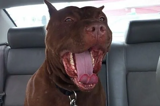 Reproduktor Pit Bull Red Nose