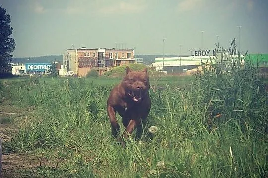 Reproduktor Pit Bull Red Nose