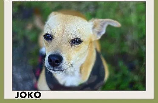 JOKO,mała,młoda,łagodna,tulaśna suczka,krótkie łap