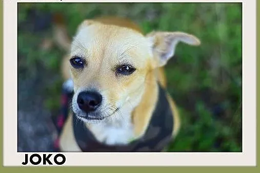 JOKO,mała,młoda,łagodna,tulaśna suczka,krótkie łap