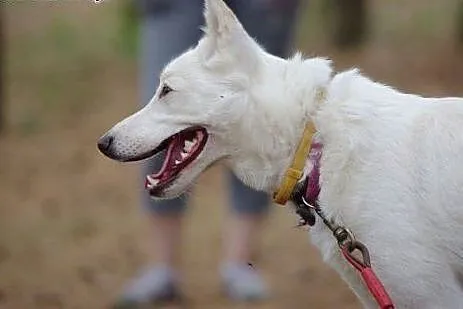 Iga, husky czeka na dobry dom,  kujawsko-pomorskie Toruń