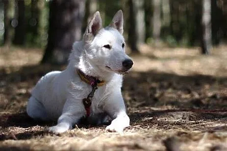 Iga, husky czeka na dobry dom,  kujawsko-pomorskie