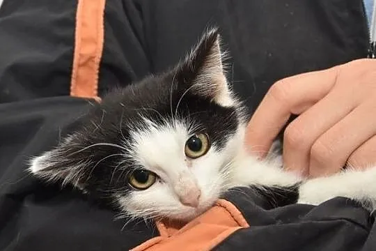 4-miesięczne kotki szukają domów!, Głogów