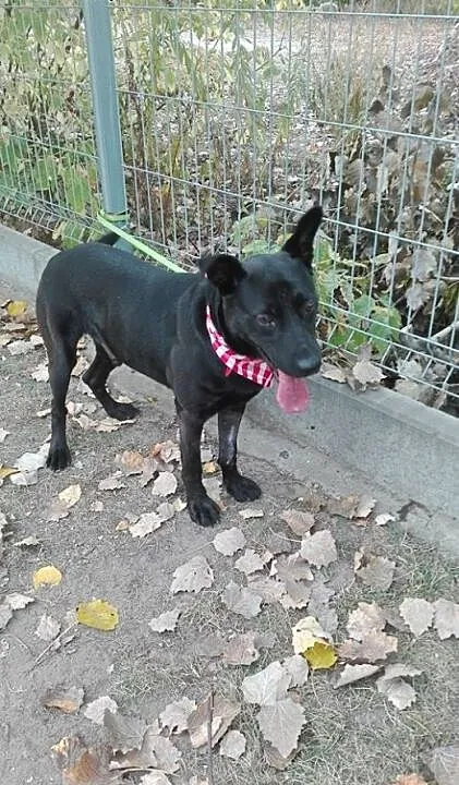 Salvo - młody, grzeczny, średni pies - do adopcji,