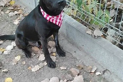 Salvo - młody, grzeczny, średni pies - do adopcji,