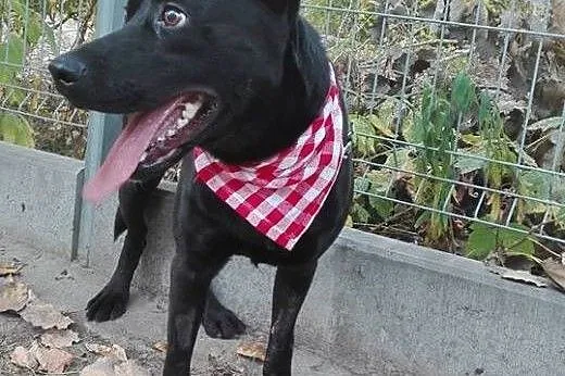 Salvo - młody, grzeczny, średni pies - do adopcji,