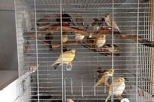 Faliste zeberki kanarki, Łódzkie, Wrzesiny