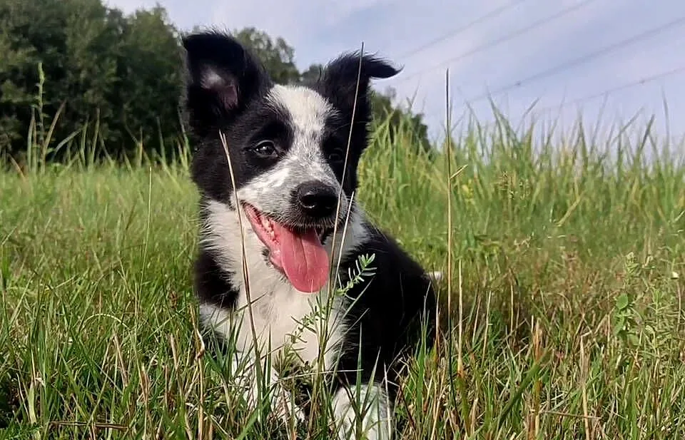 Piegusek Loko - Border Collie - Rasowy pies z hodowli Wiąz, Podkarpackie, Iwonicz