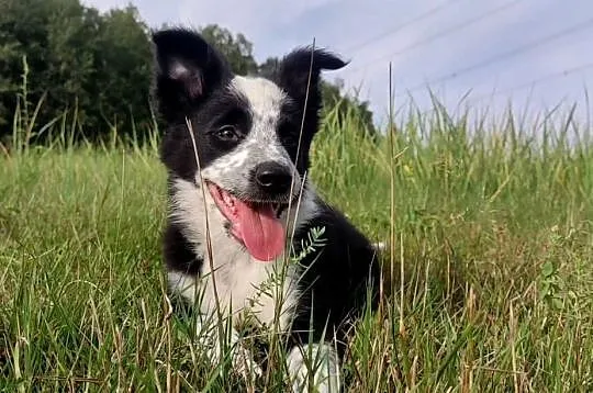 Piegusek Loko - Border Collie - Rasowy pies z hodowli Wiąz, Podkarpackie, Iwonicz