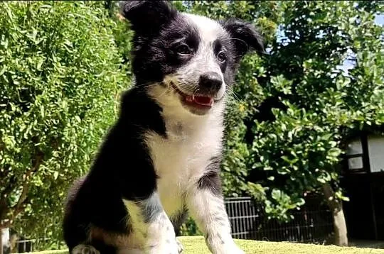 Piegusek Loko - Border Collie - Rasowy pies z hodowli Wiąz, Podkarpackie, Iwonicz