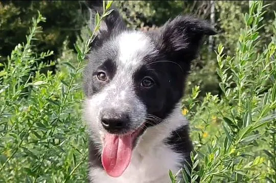 Piegusek Loko - Border Collie - Rasowy pies z hodowli Wiąz, Podkarpackie, Iwonicz
