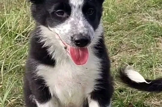Piegusek Loko - Border Collie - Rasowy pies z hodowli Wiąz, Podkarpackie, Iwonicz