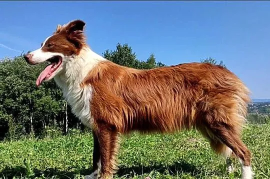 Piegusek Loko - Border Collie - Rasowy pies z hodowli Wiąz, Podkarpackie, Iwonicz