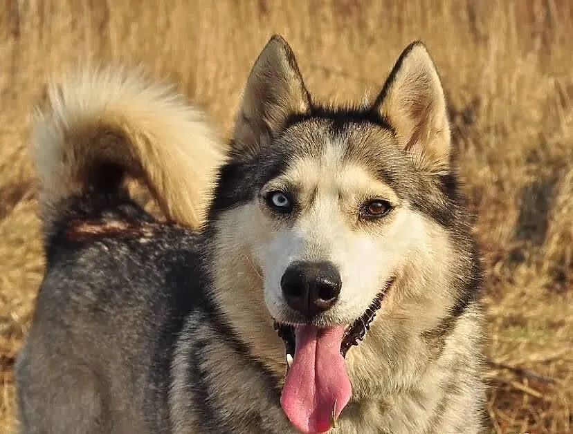 Szasta - wrażliwa suczka husky szuka kochającego d