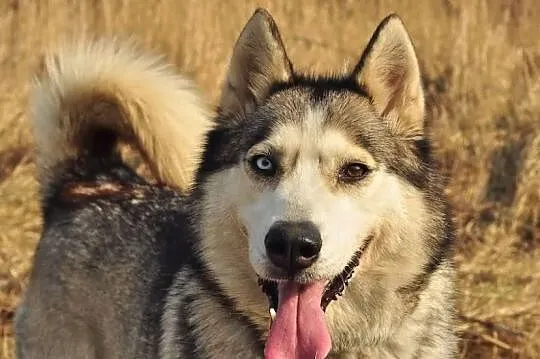 Szasta - wrażliwa suczka husky szuka kochającego d