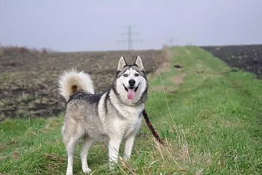 Szasta - wrażliwa suczka husky szuka kochającego d