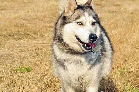 Szasta - wrażliwa suczka husky szuka kochającego d