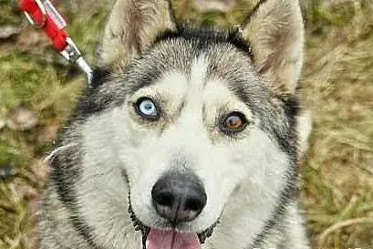 Szasta - wrażliwa suczka husky szuka kochającego d
