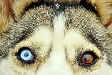 Szasta - wrażliwa suczka husky szuka kochającego d