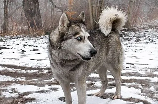 Szasta - wrażliwa suczka husky szuka kochającego d