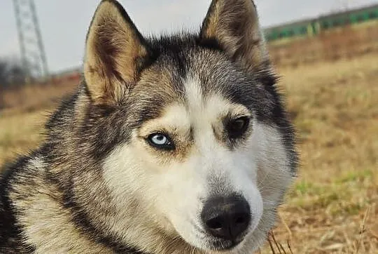Szasta - wrażliwa suczka husky szuka kochającego d