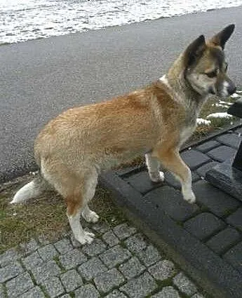 Milcia - 8 kg słodyczy do adopcji, podlaskie Biał