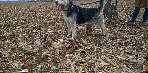 Piekny Harry Do adopcji , wielkopolskie Kalisz