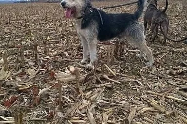 Piekny Harry Do adopcji ,  wielkopolskie Kalisz