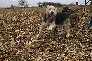 Piekny Harry Do adopcji ,  wielkopolskie Kalisz