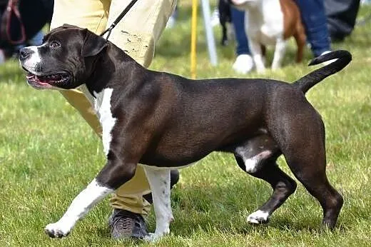 Reproduktor American Staffordshire Terrier (AMSTAF
