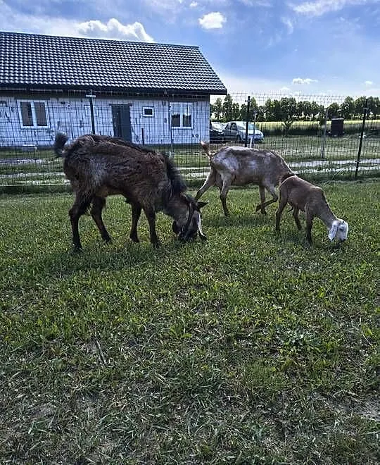 Kozy anglonubijskie, Kujawsko-pomorskie, Nasiegniewo