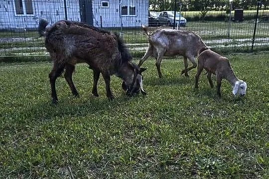 Kozy anglonubijskie, Kujawsko-pomorskie, Nasiegniewo