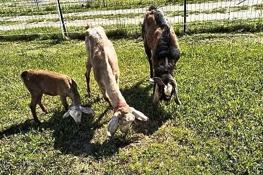 Kozy anglonubijskie, Kujawsko-pomorskie, Nasiegniewo