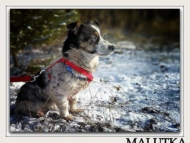 Mała 5 kg,delikatna,przytulaśna,grzeczna,sterylizowana suczka MALUTKA.Adopcja., Śląskie, Katowice