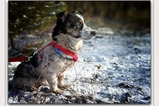 Mała 5 kg,delikatna,przytulaśna,grzeczna,sterylizowana suczka MALUTKA.Adopcja., Śląskie, Katowice