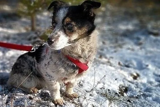 Mała 5 kg,delikatna,przytulaśna,grzeczna,sterylizowana suczka MALUTKA.Adopcja., Śląskie, Katowice