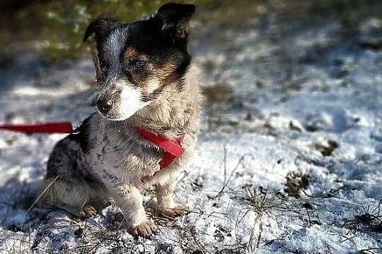 Mała 5 kg,delikatna,przytulaśna,grzeczna,sterylizowana suczka MALUTKA.Adopcja., Śląskie, Katowice