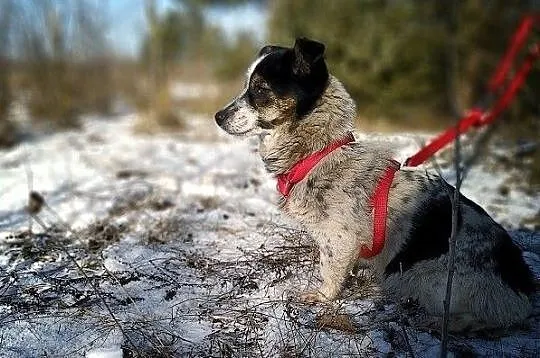 Mała 5 kg,delikatna,przytulaśna,grzeczna,sterylizowana suczka MALUTKA.Adopcja., Śląskie, Katowice